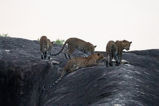 Yala National Park special Half-Day & Full-Day Safari Adventure - Key things I’d plan around before you go