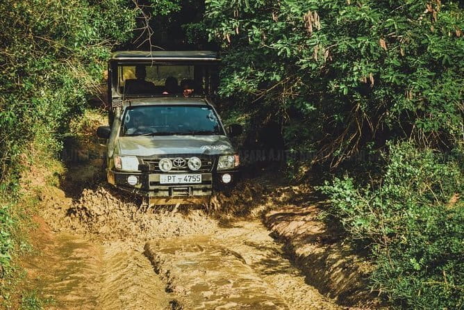 Yala National Park special Half-Day & Full-Day Safari Adventure - What you’re actually doing in Yala, hunting leopards, elephants, and birds