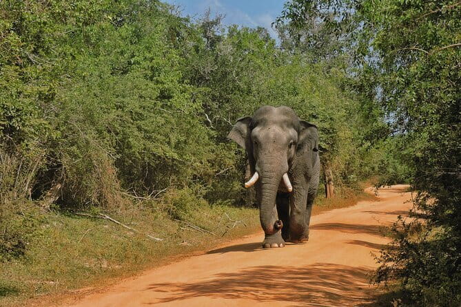 Yala National Park special Half-Day & Full-Day Safari Adventure - Timing is the secret ingredient, coffee early and game drives first