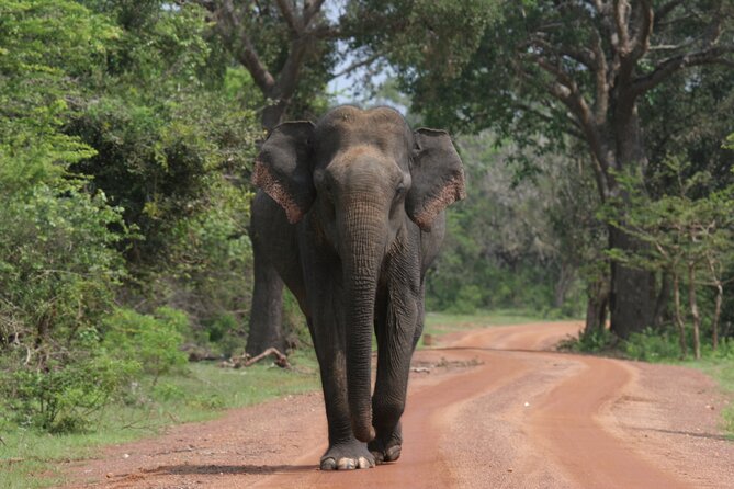 Yala National Park Special Leopard Safari Tour - Yala leopard safari value: what $28.18 really buys