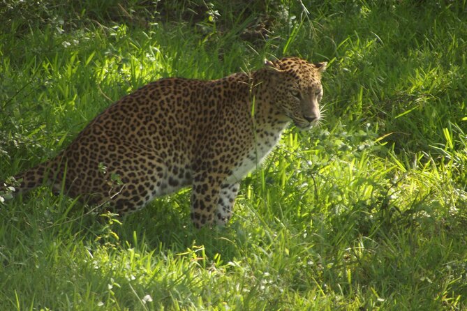 Yala National Park Special Leopard Safari Tour - Yala National Park stop: 5 hours of leopard hunting and wildlife variety