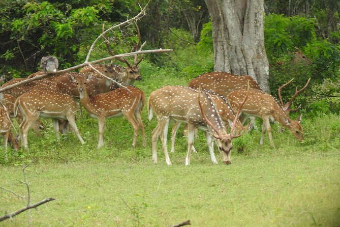 Yala National Park Special Leopard Safari Tour - Included items vs what you pay separately: avoid the morning surprise
