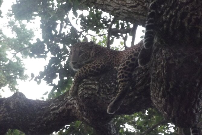 Yala National Park Special Leopard Safari Tour - Transfers from Tissamaharama or Yala area: losing less time to logistics