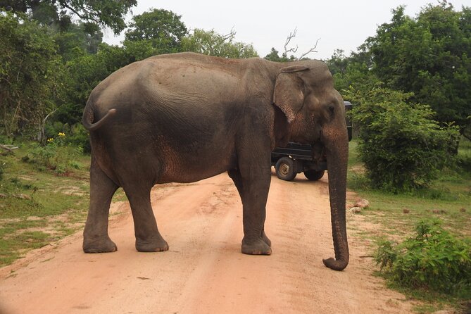Yala National Park Special Leopard Safari Tour - Small-group pacing: why fewer people can mean better sightings
