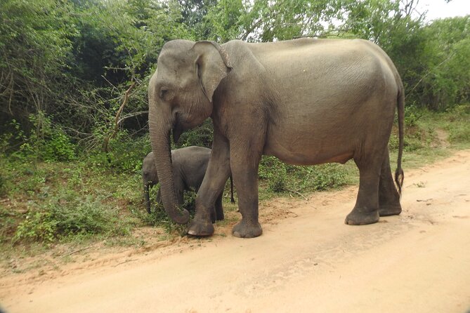 Yala National Park Special Leopard Safari Tour - Who this Yala leopard safari suits best