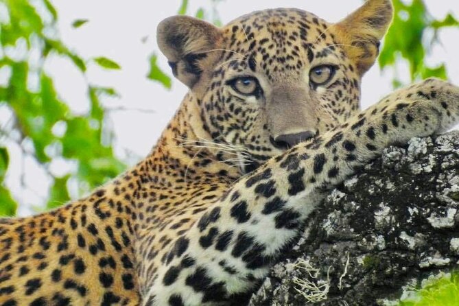 Yala National Park Special Leopard Safari Tours By Dinuka Safari - Inside the Yala National Park experience: what your drive is likely to include