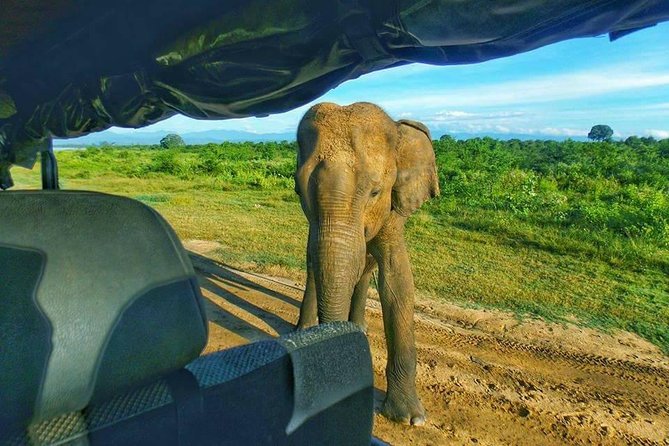 Yala National Park Special Leopard Safari Tours By Dinuka Safari - What makes this safari feel worth it: effort, quiet stops, and real wildlife variety