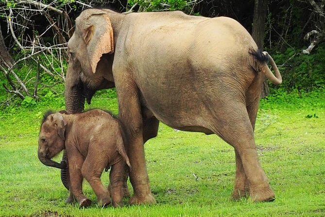 Yala National Park Special Leopard Safari Tours By Dinuka Safari - FAQ