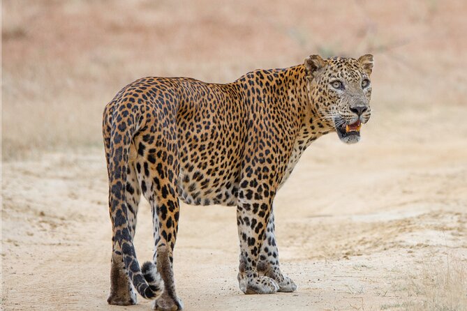 Yala National Park Special Leopard Safari Tours By Dinuka Safari - The Dinuka Safari setup: jeep size, driver quality, and what you actually get