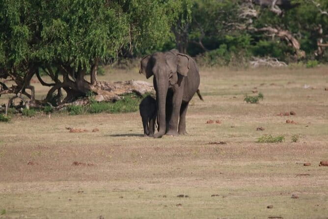 Yala National Park Tour From Hambantota Port - Hambantota Port to Yala National Park, the smart shortcut