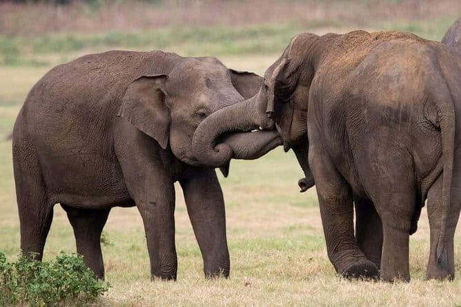 Yala National Park Tour From Hambantota Port - What you can realistically spot: elephants, sloth bears, and birds