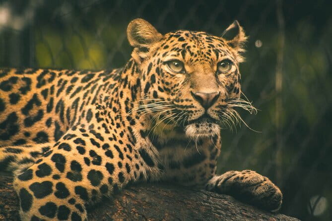 Yala National Park Tour From Hambantota Port - Timing, comfort, and how to make the 6 to 7 hours feel easier