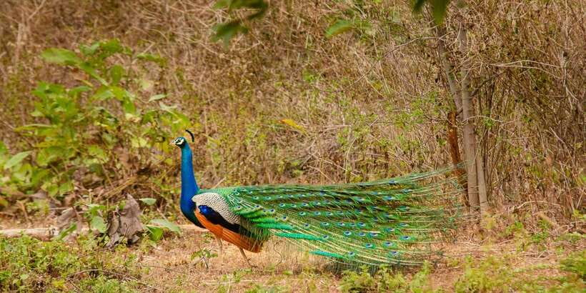 Yala National Park Wildlife safari from Mirissa - Key things to know before you go