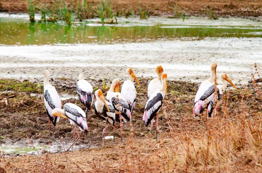 Yala National Park Wildlife safari from Mirissa - Timing, weather, and what happens if visibility drops