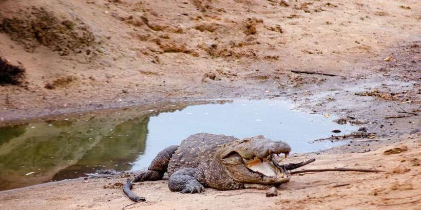 Yala National Park Wildlife safari from Mirissa - Leopard country, plus the rest of the park’s stars