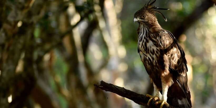 Yala National Park Wildlife safari from Mirissa - How guides shape your chances, including Jayakumar