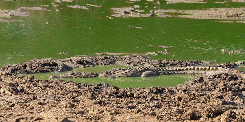 Yala National Park Wildlife safari from Mirissa - Lunch and re-fueling: a small stop that matters