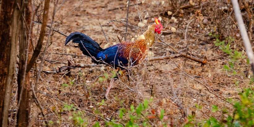 Yala National Park Wildlife safari from Mirissa - What to bring for Yala’s heat, sun, and surprise rain