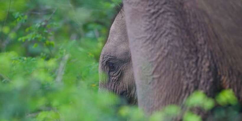 Yala National Park Wildlife safari from Mirissa - Rules on safaris: simple safety and a few big no-gos