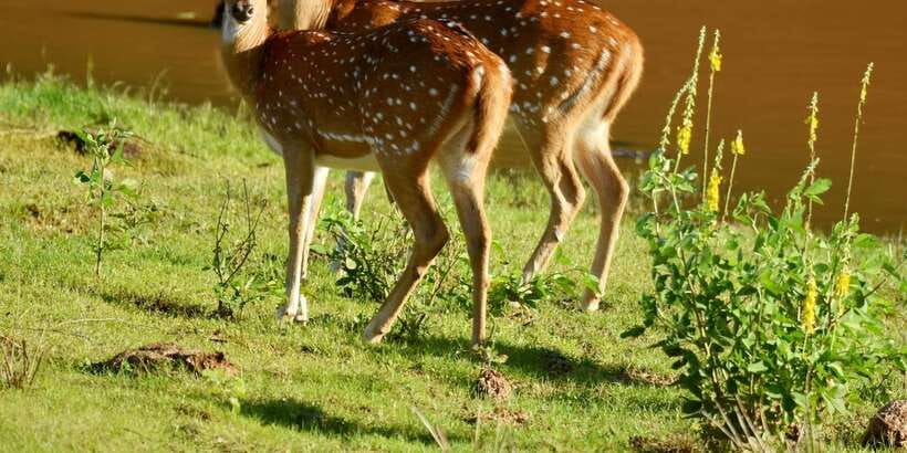 Yala National Park Wildlife safari from Mirissa - The 3-hour game drive: what your safari window really means