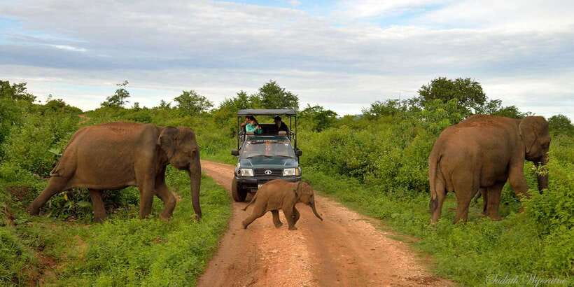 Yala: Private Safari Day Trip with Lunch & Entry Fees - Key Things I’d Book This For