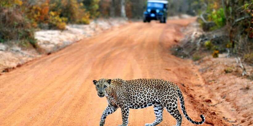 Yala: Private Safari Day Trip with Lunch & Entry Fees - The 4-hour jeep game drive in Yala National Park