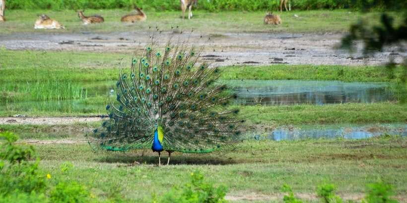 Yala: Private Safari Day Trip with Lunch & Entry Fees - What I’d watch for before you go