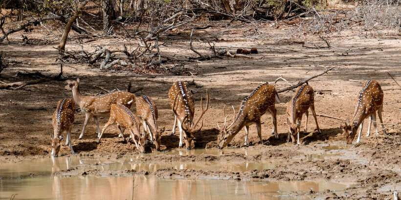 Yala: Private Safari Day Trip with Lunch & Entry Fees - Should you book this private Yala safari?