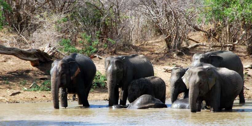 Yala: Private Safari Day Trip with Lunch & Entry Fees - Getting picked up in an A/C vehicle, and why 4am isn’t optional