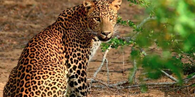 Yala Private Safari: Half-Day or Full-Day with Picnic Lunch - Key Things I’d Plan Around