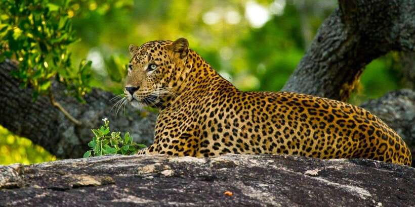 Yala Private Safari: Half-Day or Full-Day with Picnic Lunch - Why Yala Feels Different With a Private Jeep