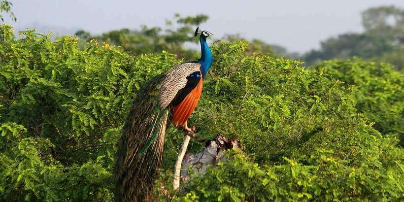 Yala Private Safari: Half-Day or Full-Day with Picnic Lunch - What You’re Really Hunting in Yala