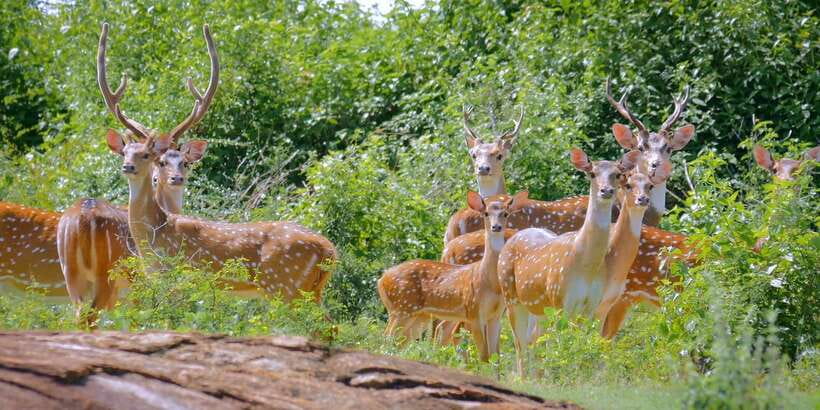 Yala Private Safari: Half-Day or Full-Day with Picnic Lunch - Comfort, Safety, and Those Bumpy Park Roads