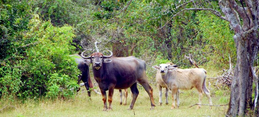 Yala Private Safari: Half-Day or Full-Day with Picnic Lunch - The Value Question: What You Pay, What You Don’t