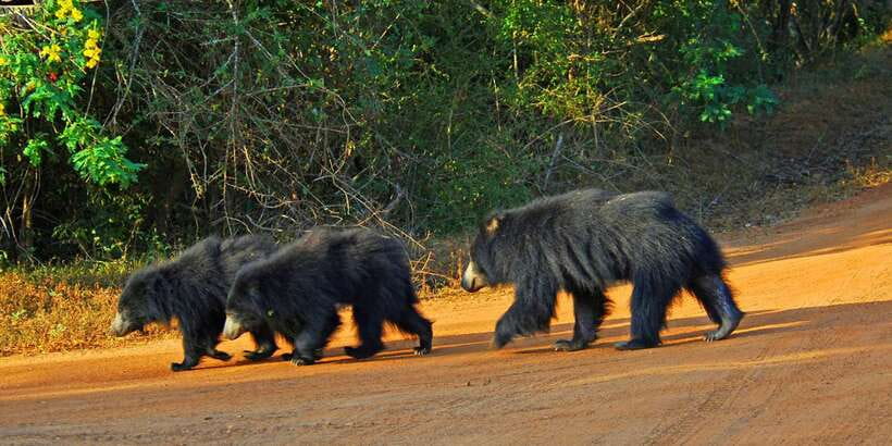 Yala Private Safari: Half-Day or Full-Day with Picnic Lunch - Who This Private Safari Is Best For (And Who Should Skip It)
