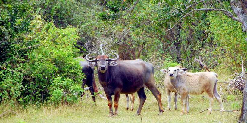 Yala Private Safari: Half-Day or Full-Day with Picnic Lunch - Should You Book This Yala Private Safari?