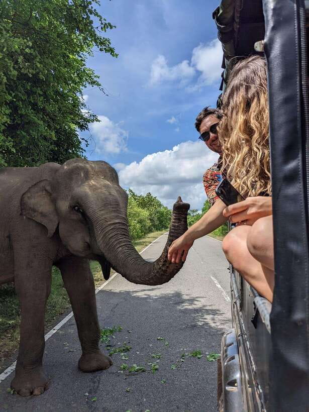 Yala Safari : 7 hour & 12 hour Tours - Inside the park: photo stops, guided viewing, and the sunset moment