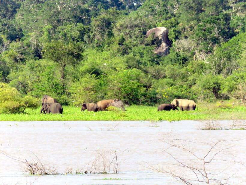 Yala Safari : 7 hour & 12 hour Tours - Who this tour suits best