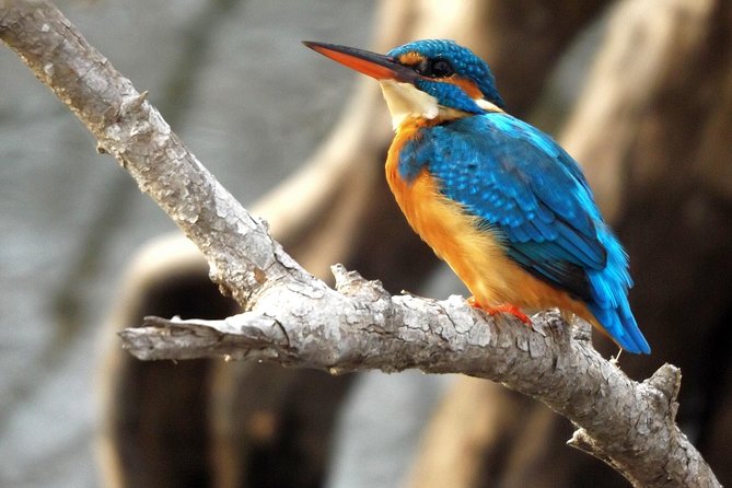 Yala Safari by Yala Safari Wonders - The flow of the safari day, 4 hours of prime time