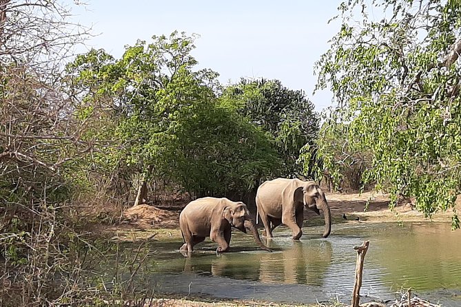 Yala Safari by Yala Safari Wonders - Guides like Udara and Eranga, what they do beyond spotting