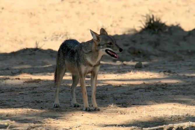 Yala Safari by Yala Safari Wonders - Morning versus evening: choose your mood, not just the clock