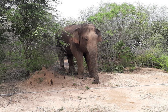 Yala Safari by Yala Safari Wonders - Tickets and the part that can trip you up