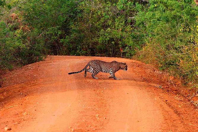 Yala Safari Day Trip from Bentota/ Kalutara/ Ahungalla/ Hikkaduwa - Yala From Bentota: Why This Day Trip Makes Sense
