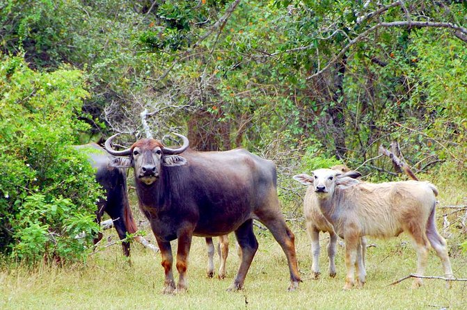 Yala Safari Day Trip from Bentota/ Kalutara/ Ahungalla/ Hikkaduwa - Driver-Guide and On-the-Day Team