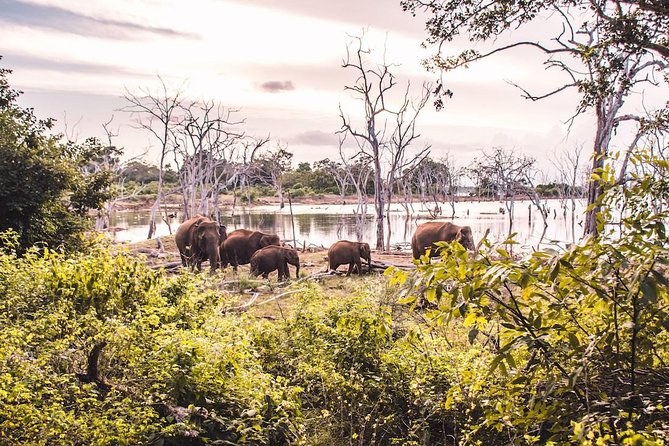 Yala Safari Day Trip from Bentota/ Kalutara/ Ahungalla/ Hikkaduwa - Managing Expectations: Why One Trip Can Hit, Another Can Miss