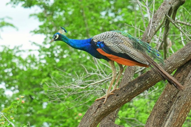 Yala Safari Drive From Galle, Weligama, Mirissa & Dickwella - Key things to know before your Yala 5 AM safari