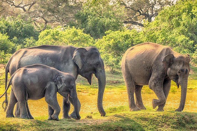 Yala Safari Drive From Galle, Weligama, Mirissa & Dickwella - Why this private Yala safari drive works better than a rigid group tour