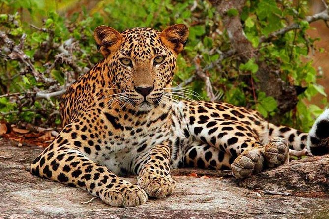 Yala Safari Drive From Galle, Weligama, Mirissa & Dickwella - From morning meeting point to safari jeep and trekker support