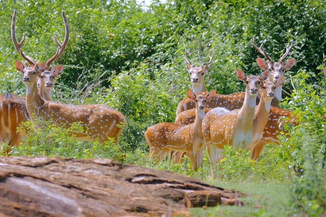 Yala Safari Drive From Galle, Weligama, Mirissa & Dickwella - Spotlight on wildlife odds: what you’re actually looking for in the morning