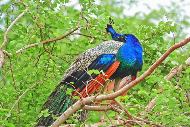 Yala Safari Drive From Galle, Weligama, Mirissa & Dickwella - The early start: 5 AM pickup, breakfast, and being ready for the dark